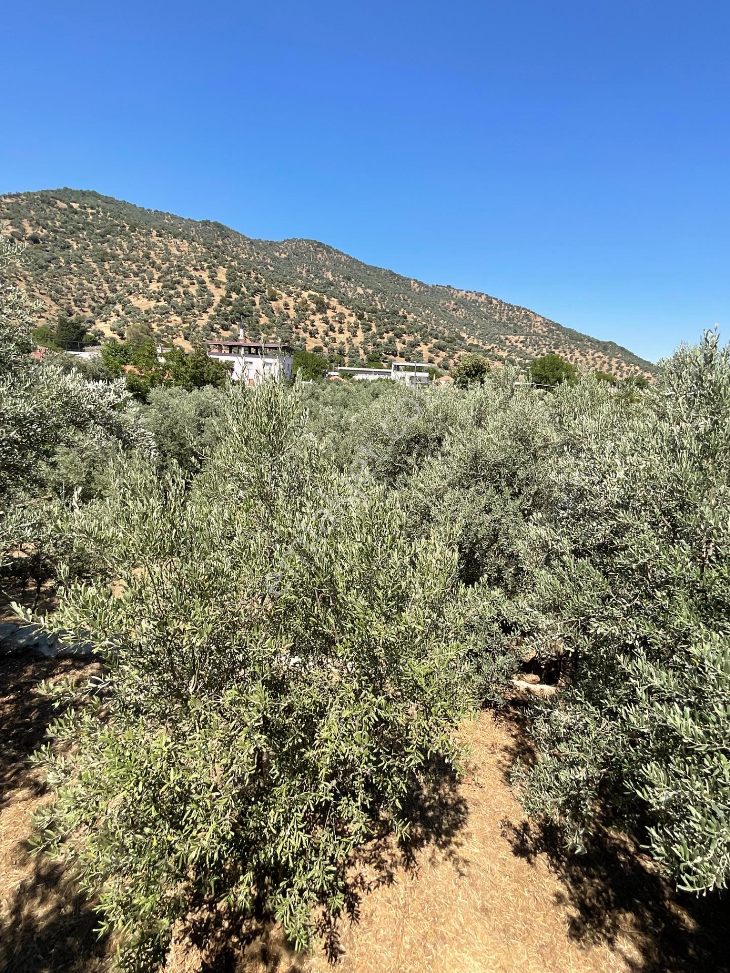 Aydın Çine Bahçearası’nda 2193 M² Satılık İmarlı Arsa - 130 Zeytin Ağaçlı - Görsel 10