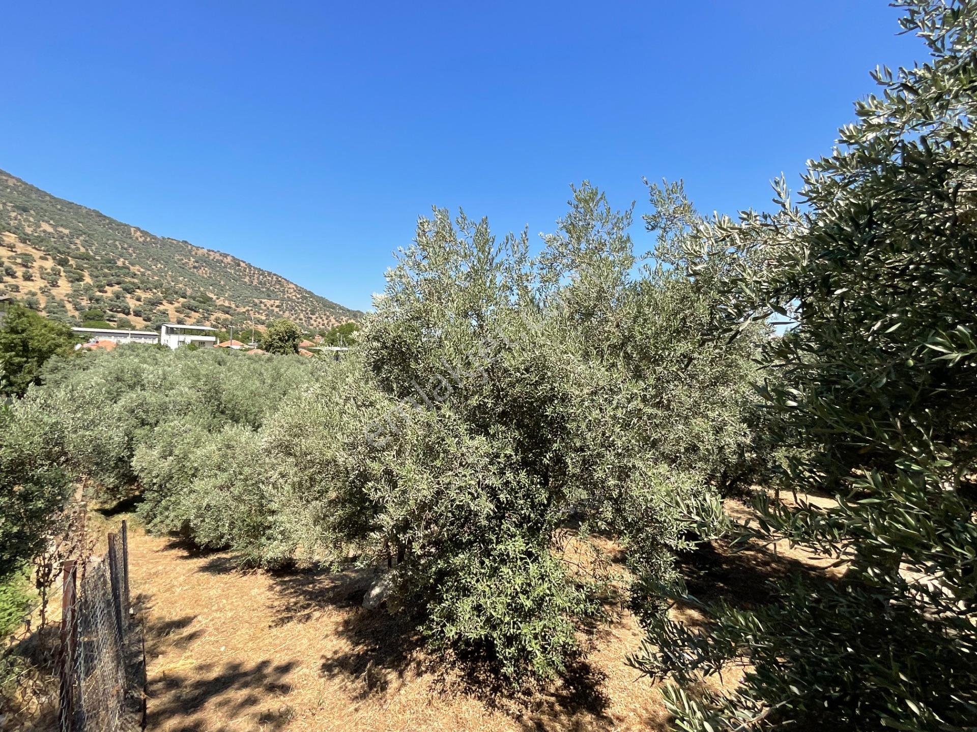 Aydın Çine Bahçearası’nda 2193 M² Satılık İmarlı Arsa - 130 Zeytin Ağaçlı - Görsel 3