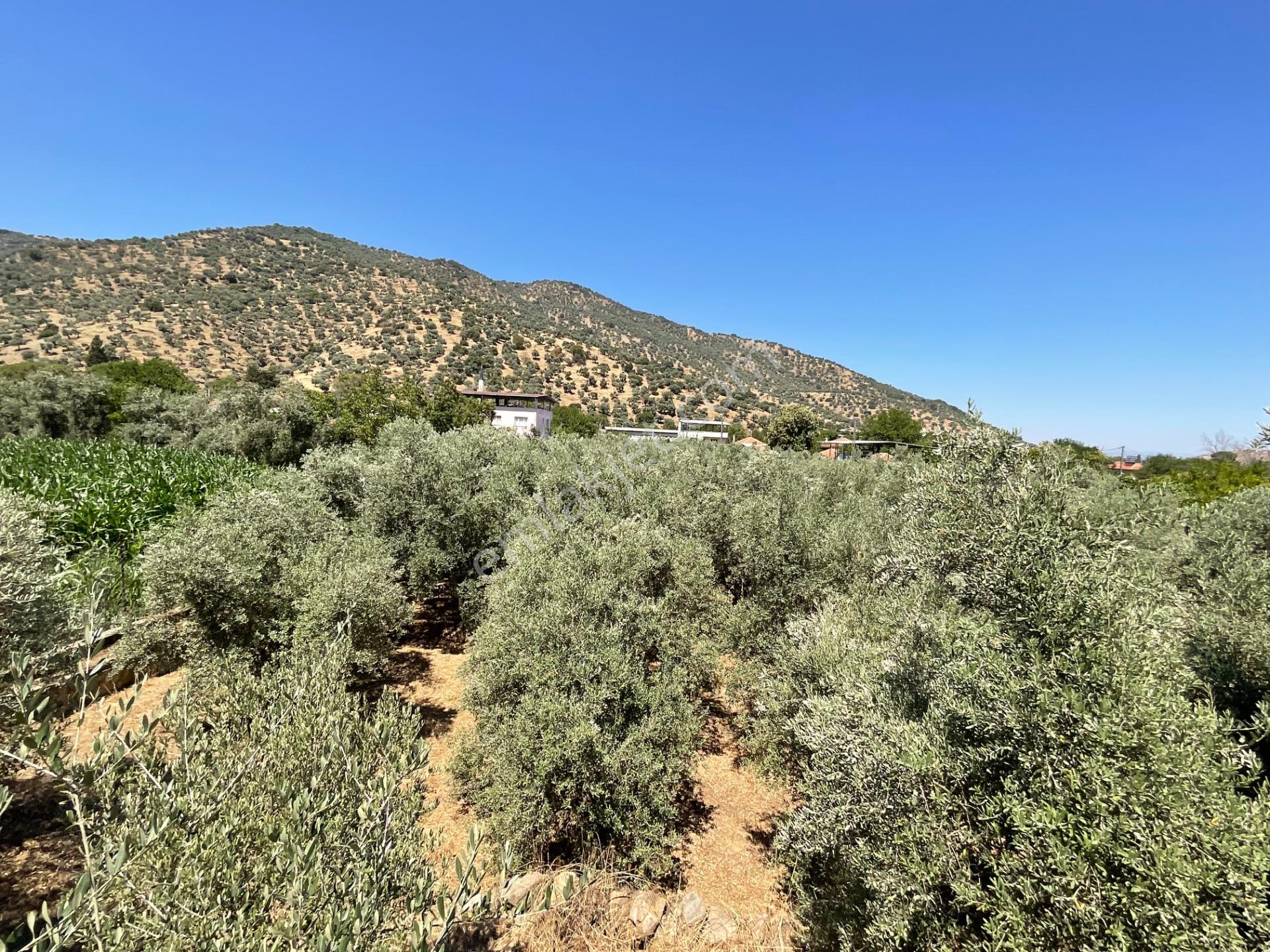 Aydın Çine Bahçearası’nda 2193 M² Satılık İmarlı Arsa - 130 Zeytin Ağaçlı - Görsel 14