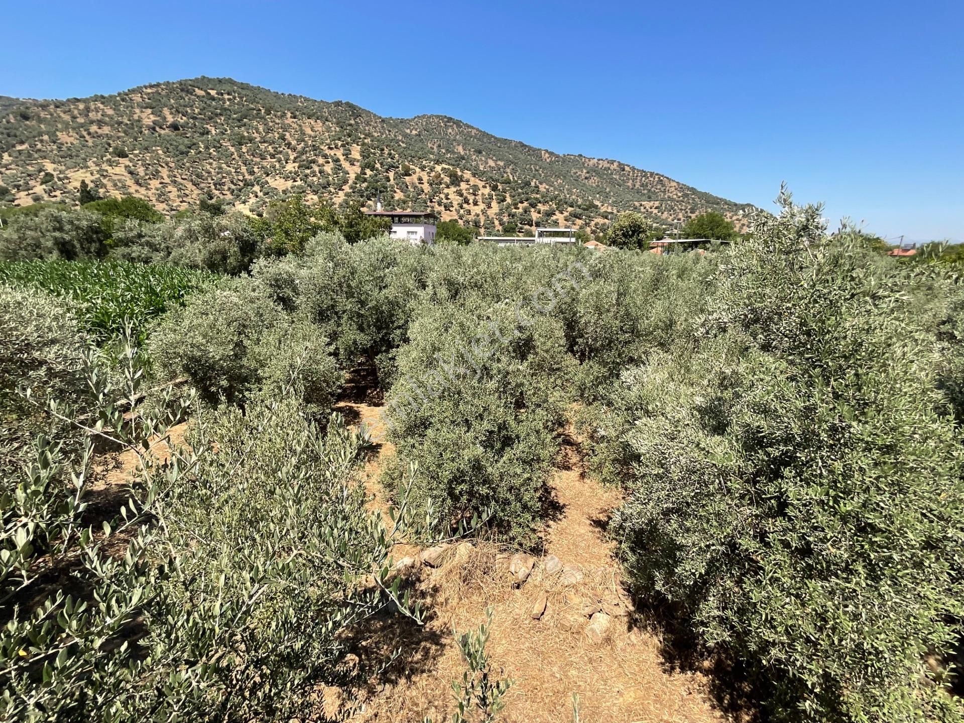 Aydın Çine Bahçearası’nda 2193 M² Satılık İmarlı Arsa - 130 Zeytin Ağaçlı - Görsel 15