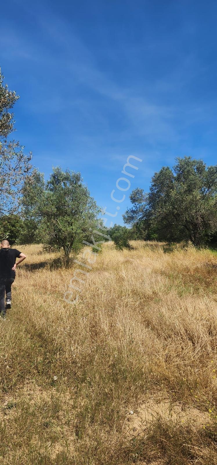 Kazdağları Eteklerinde %80 İmarlı, Yollu, 4825m2 Müstakil Parsel - Görsel 8