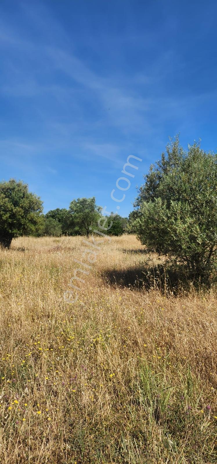 Kazdağları Eteklerinde %80 İmarlı, Yollu, 4825m2 Müstakil Parsel - Görsel 17