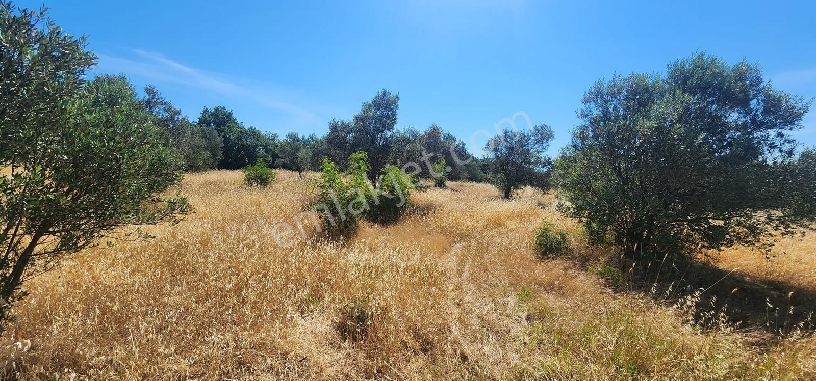 Kazdağları Eteklerinde %80 İmarlı, Yollu, 4825m2 Müstakil Parsel - Görsel 22