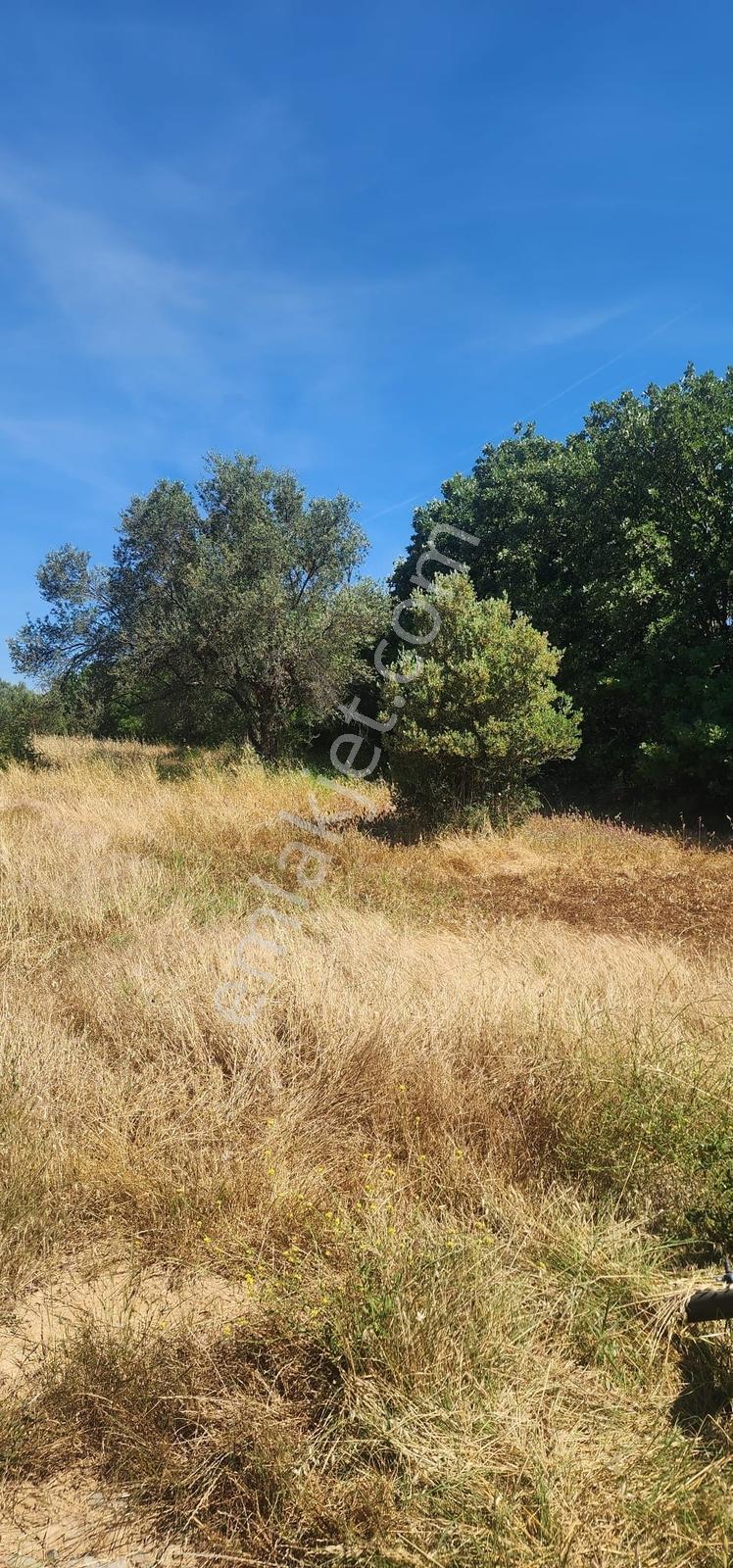 Kazdağları Eteklerinde %80 İmarlı, Yollu, 4825m2 Müstakil Parsel - Görsel 6