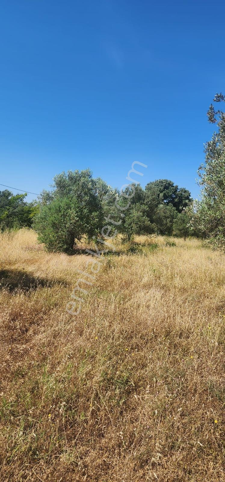 Kazdağları Eteklerinde %80 İmarlı, Yollu, 4825m2 Müstakil Parsel - Görsel 10