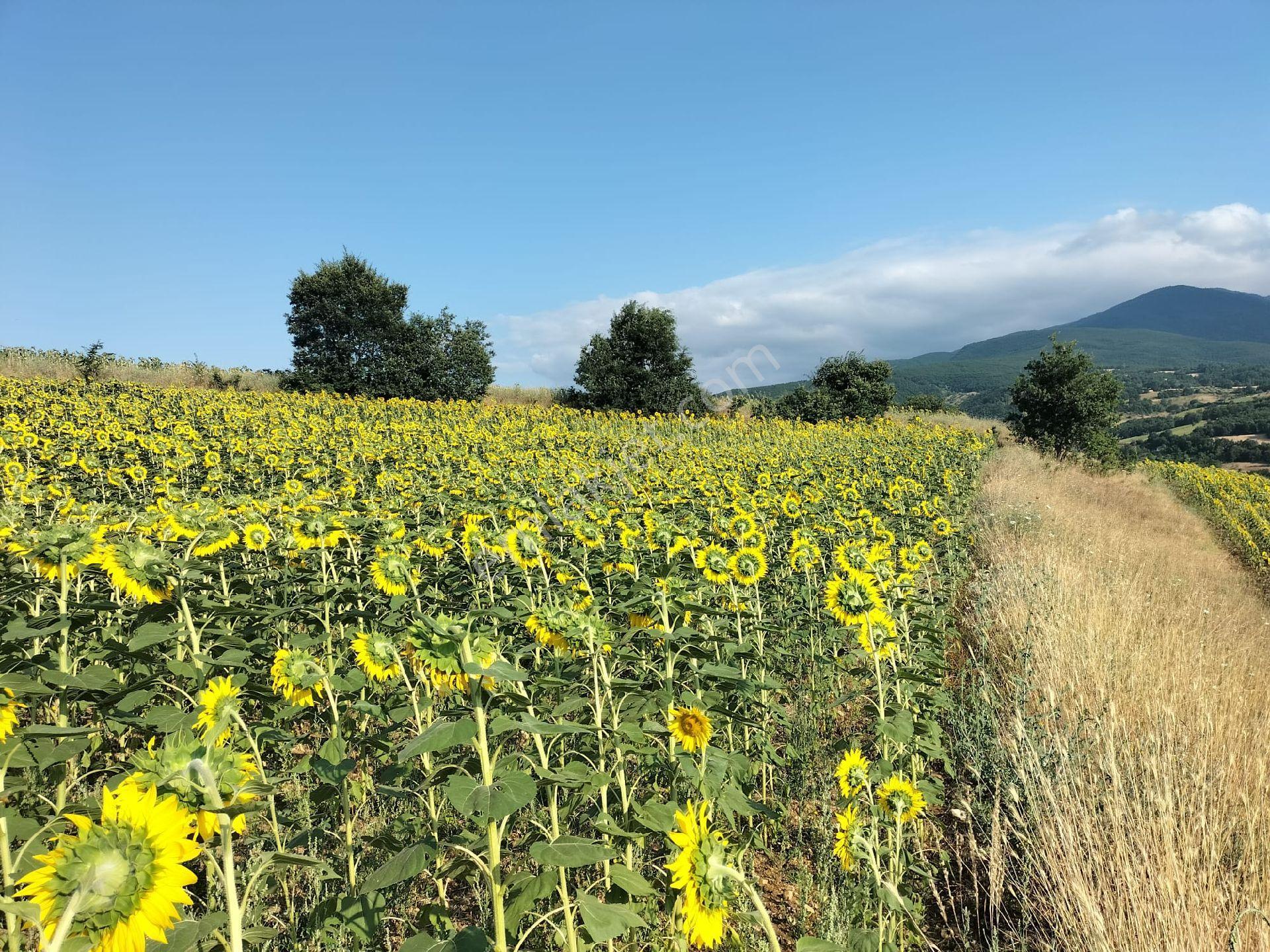 AMASYA TAŞOVA DARMA BALLİICA ÖYÜNDE 4.441 M2 TEK TAPU TARLA - Görünüm 4