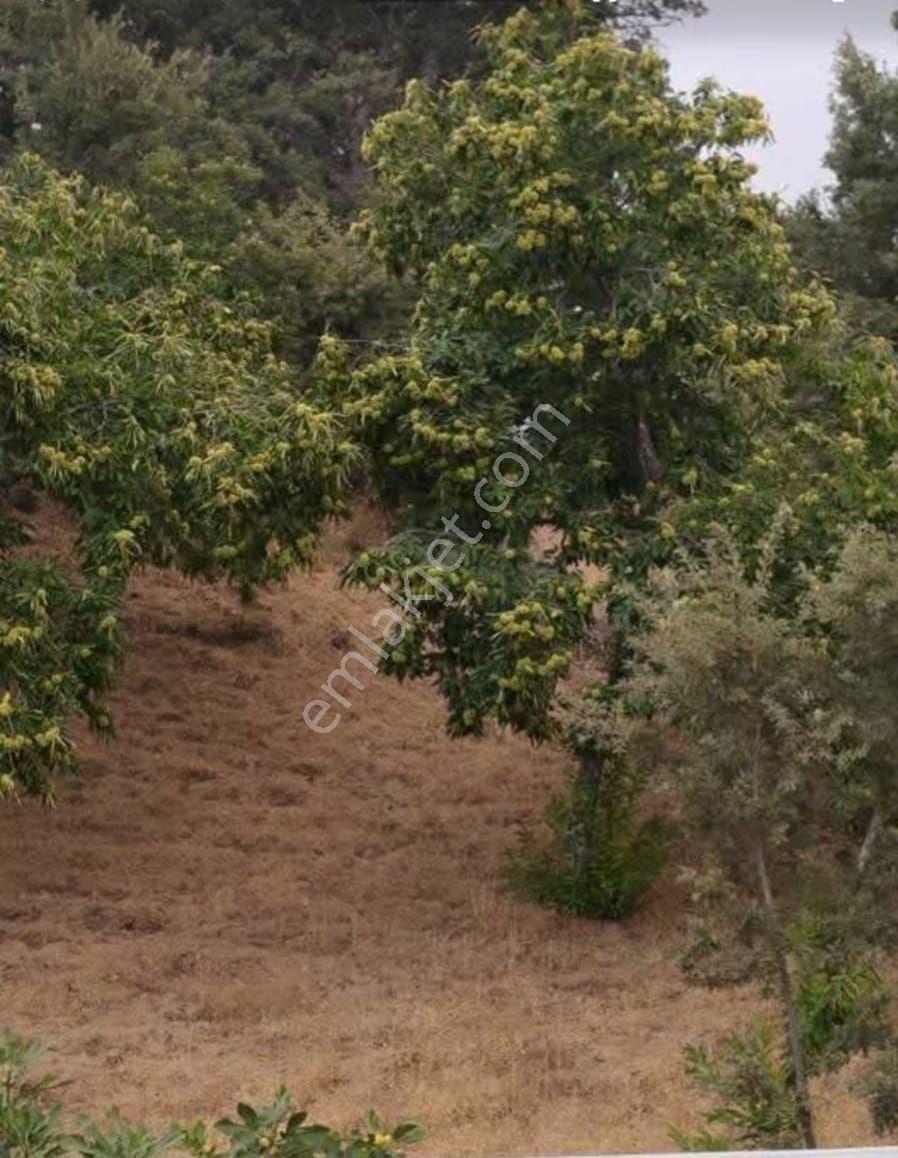 AYDIN KÖŞK KARATEPE’DE 15.000 M² SATILIK KESTANELİK - Görünüm 2