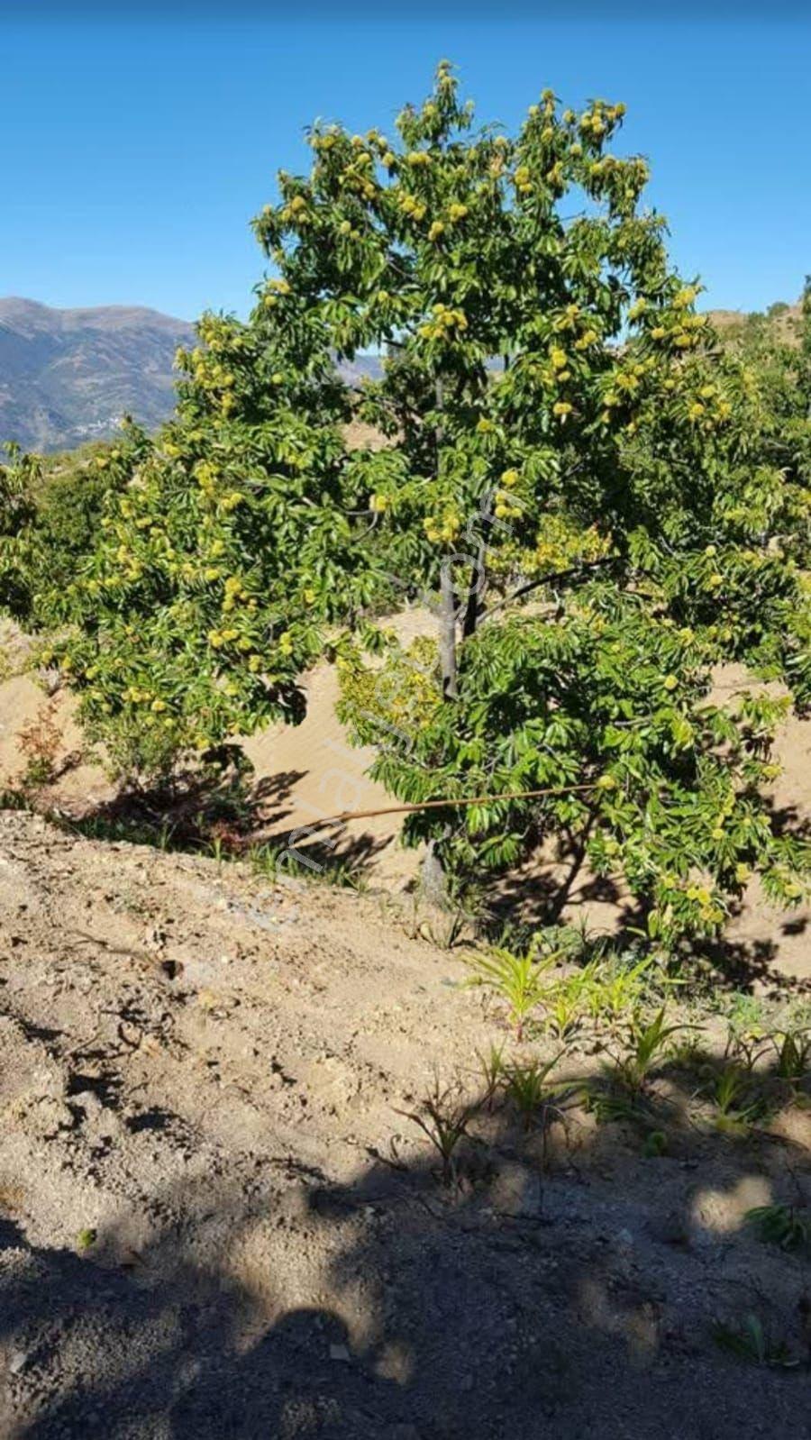 AYDIN KÖŞK KARATEPE’DE 15.000 M² SATILIK KESTANELİK - Daha fazla