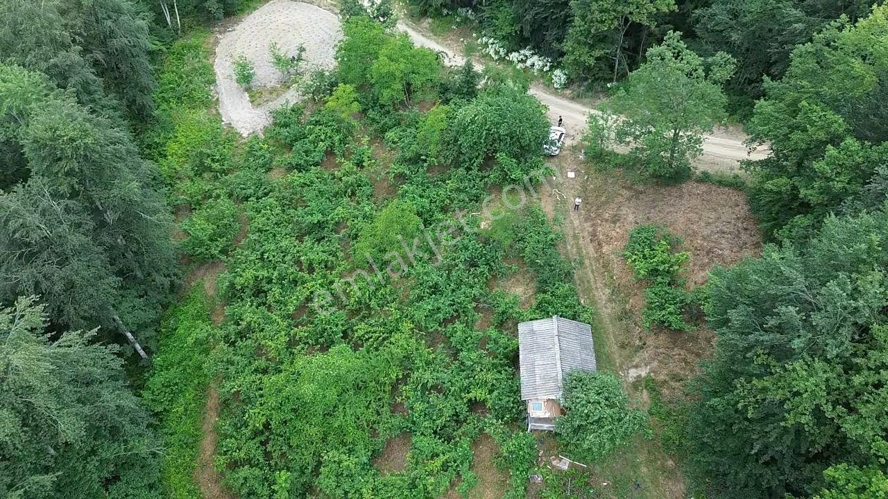 AKATAPUDAN FINDIKLI AKSU KÖYÜNDE SATILIK 2B Lİ 5 DÖNÜM FINDIKLIK - Görünüm 3