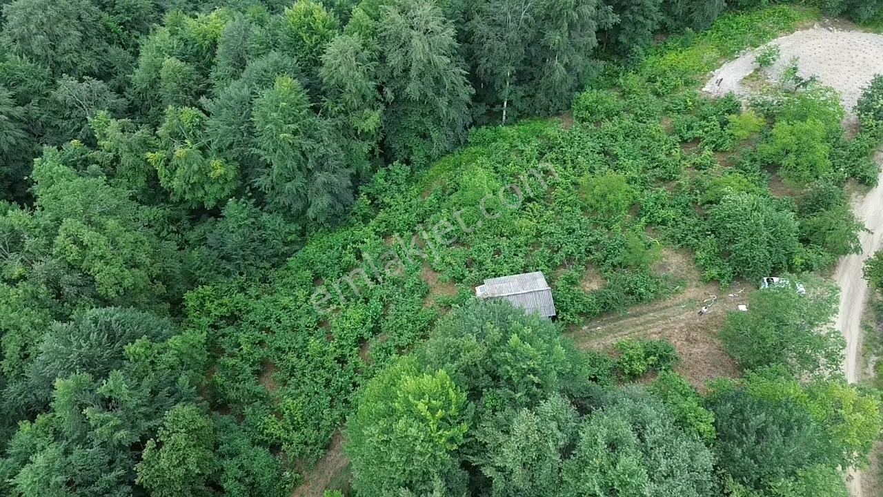 AKATAPUDAN FINDIKLI AKSU KÖYÜNDE SATILIK 2B Lİ 5 DÖNÜM FINDIKLIK - Görünüm 4