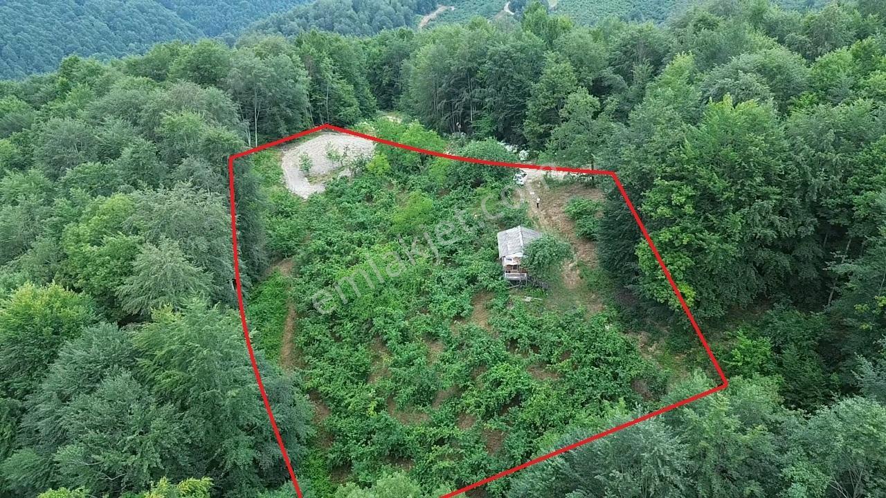 AKATAPUDAN FINDIKLI AKSU KÖYÜNDE SATILIK 2B Lİ 5 DÖNÜM FINDIKLIK - Görünüm 5