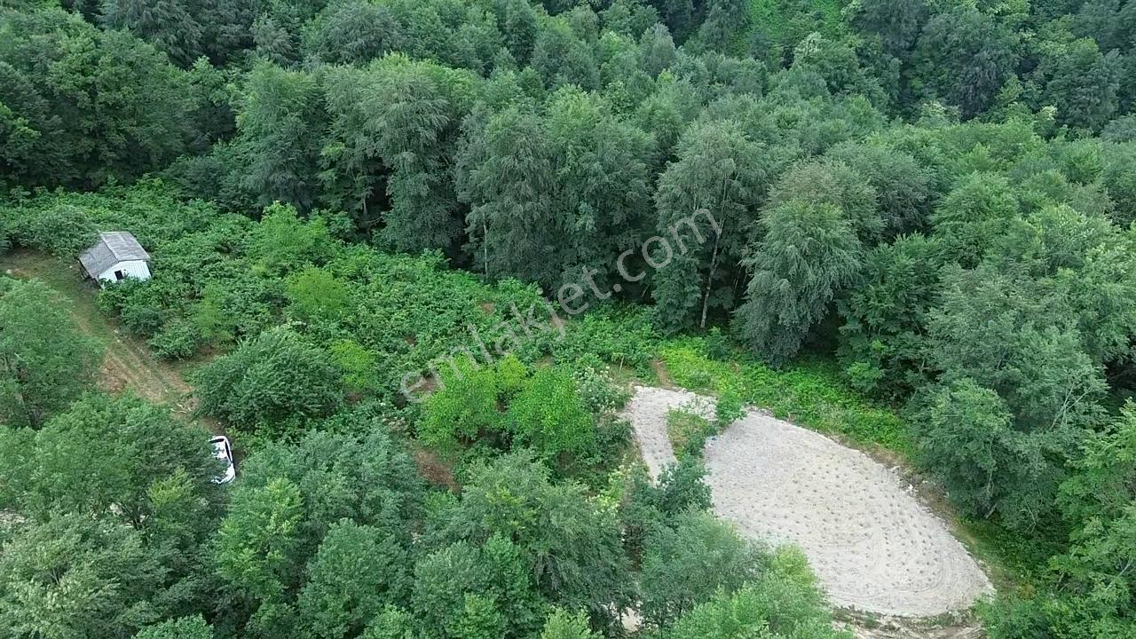 AKATAPUDAN FINDIKLI AKSU KÖYÜNDE SATILIK 2B Lİ 5 DÖNÜM FINDIKLIK - Daha fazla