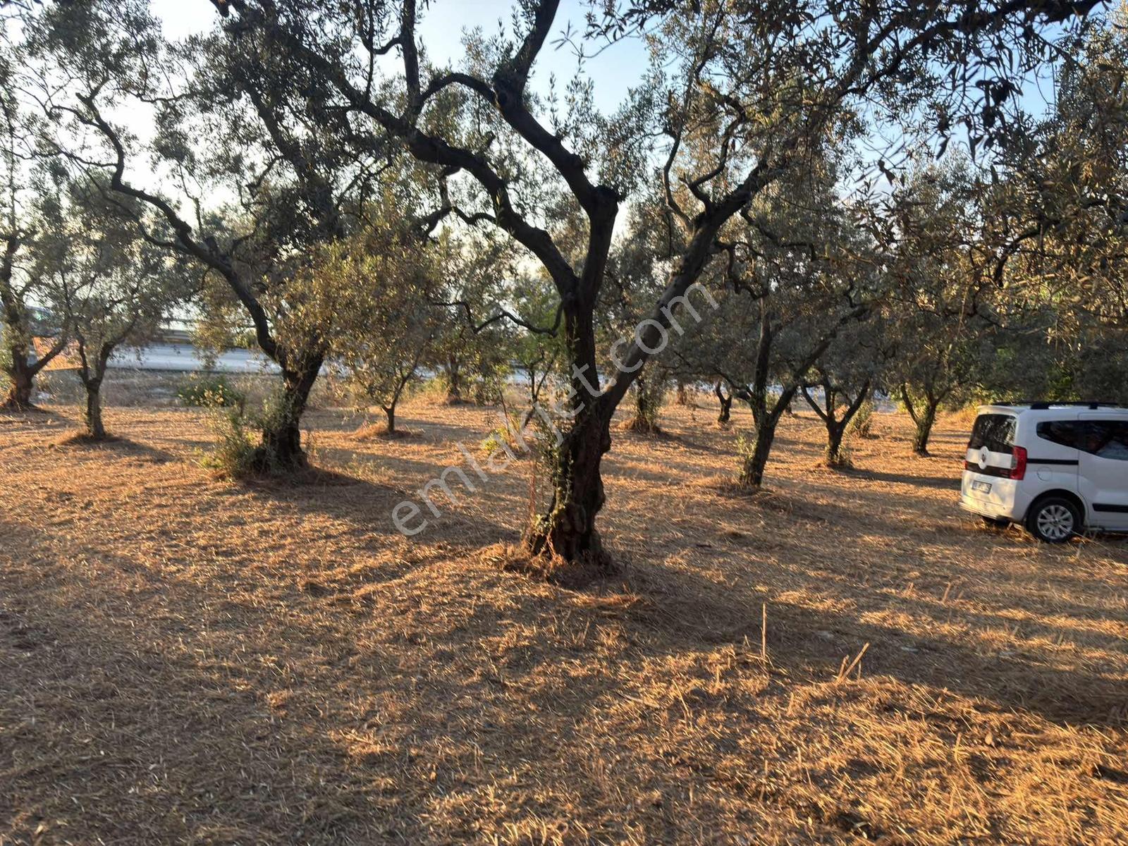 GÖL MANZARALI ASFALT CEPHE 3716 M2 ZEYTİNLİK KAÇIRMA!!! - Görünüm 4