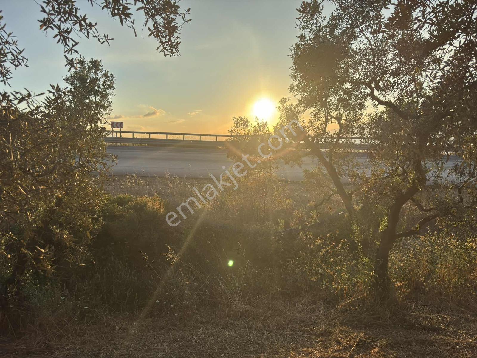 GÖL MANZARALI ASFALT CEPHE 3716 M2 ZEYTİNLİK KAÇIRMA!!! - Daha fazla