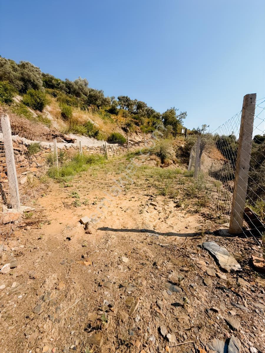 İZMİR BAYINDIR SARIYURTTA TEK TAPU ZEYTİNLİK - Daha fazla
