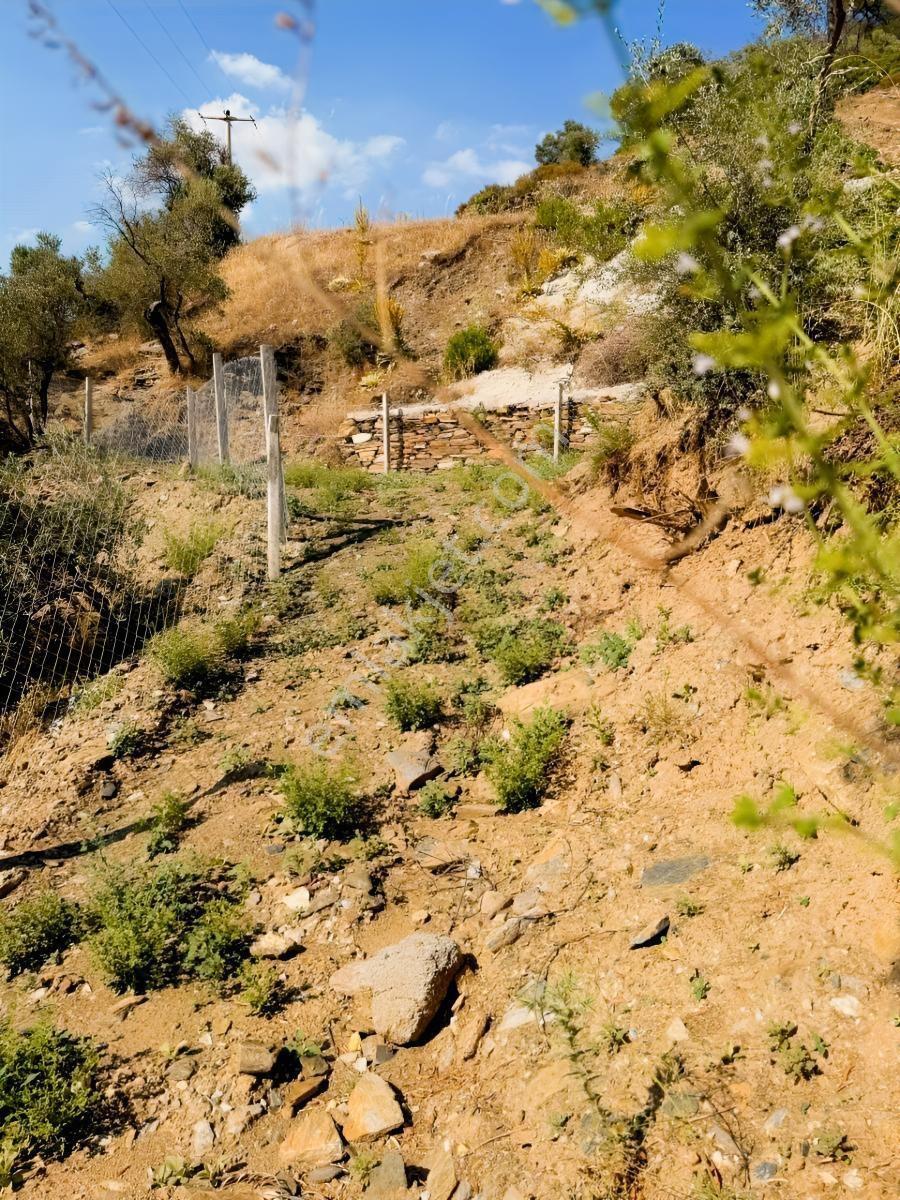 İZMİR BAYINDIR SARIYURTTA TEK TAPU ZEYTİNLİK - Görünüm 3