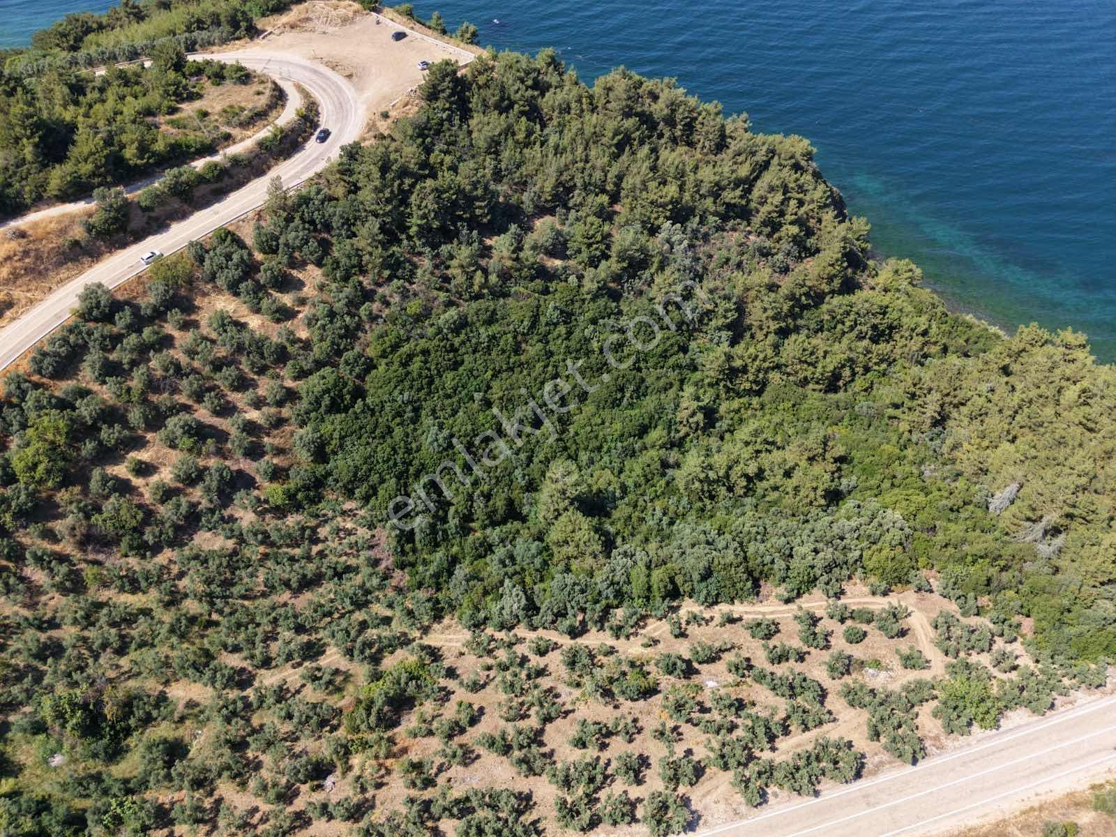 ALVEN REAL ESTATE MUDANYA KUMYAKA ANA YOLA CEPHE ZEYTİNLİK - Görünüm 2