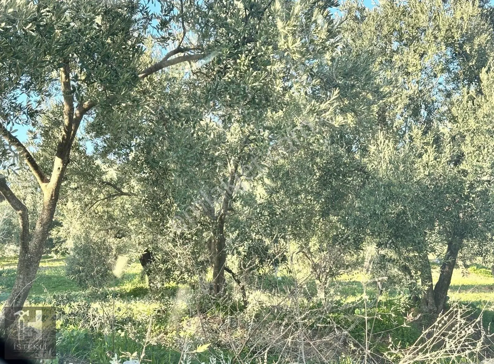 İSTEKLİ EMLAK'TAN ALANGÜLLÜ MAHALLESİ YAKINI SATILIK ZEYTİNLİK - Görünüm 2