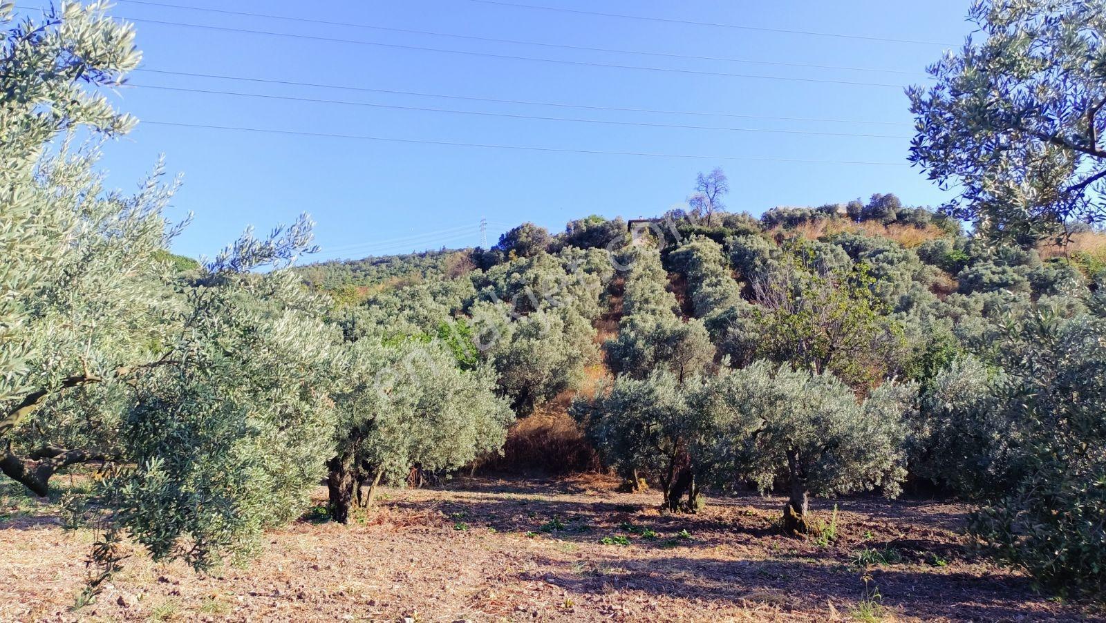 GENÇALİ DE 1420M2. EVLERİN YANINDA DENİZ MANZARALI ZEYTİNLİK