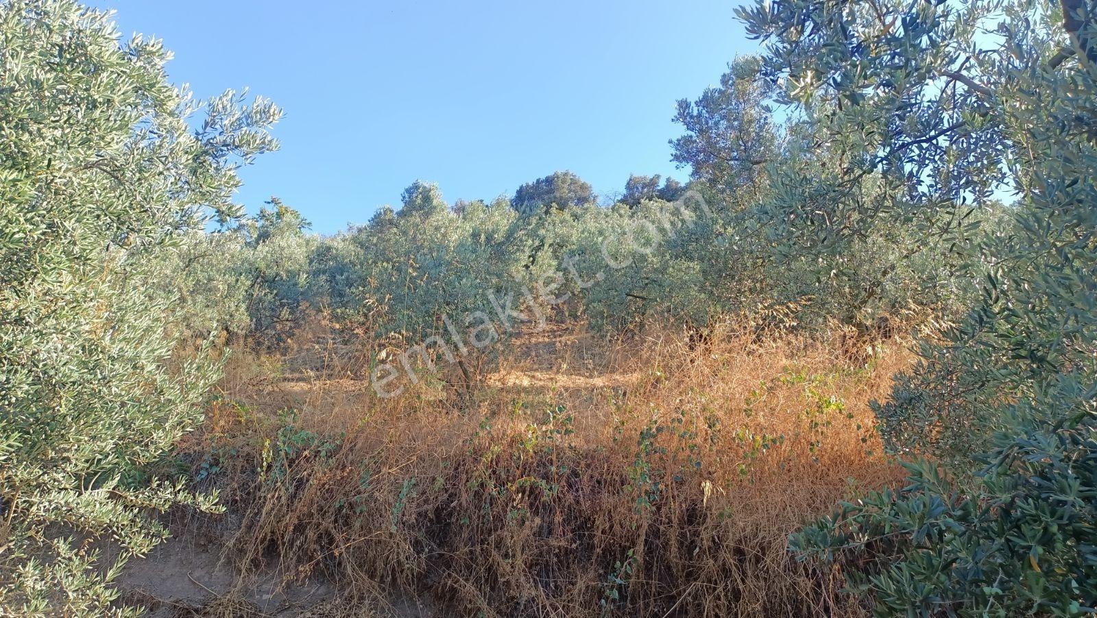 GENÇALİ DE 1420M2. EVLERİN YANINDA DENİZ MANZARALI ZEYTİNLİK - Görünüm 4