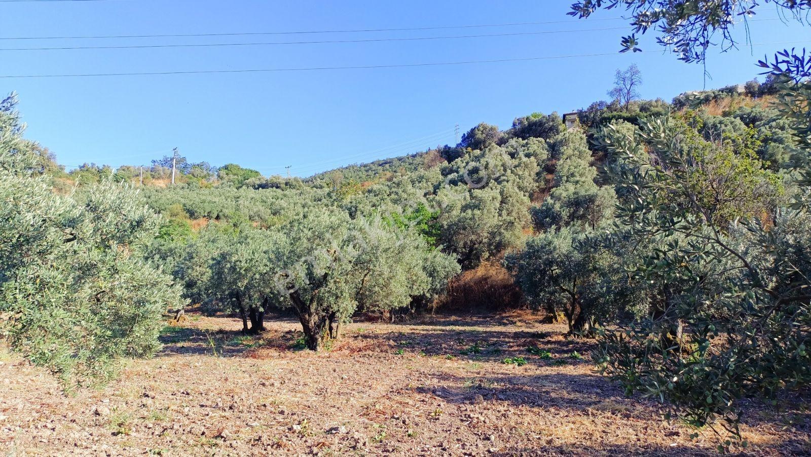 GENÇALİ DE 1420M2. EVLERİN YANINDA DENİZ MANZARALI ZEYTİNLİK - Görünüm 2
