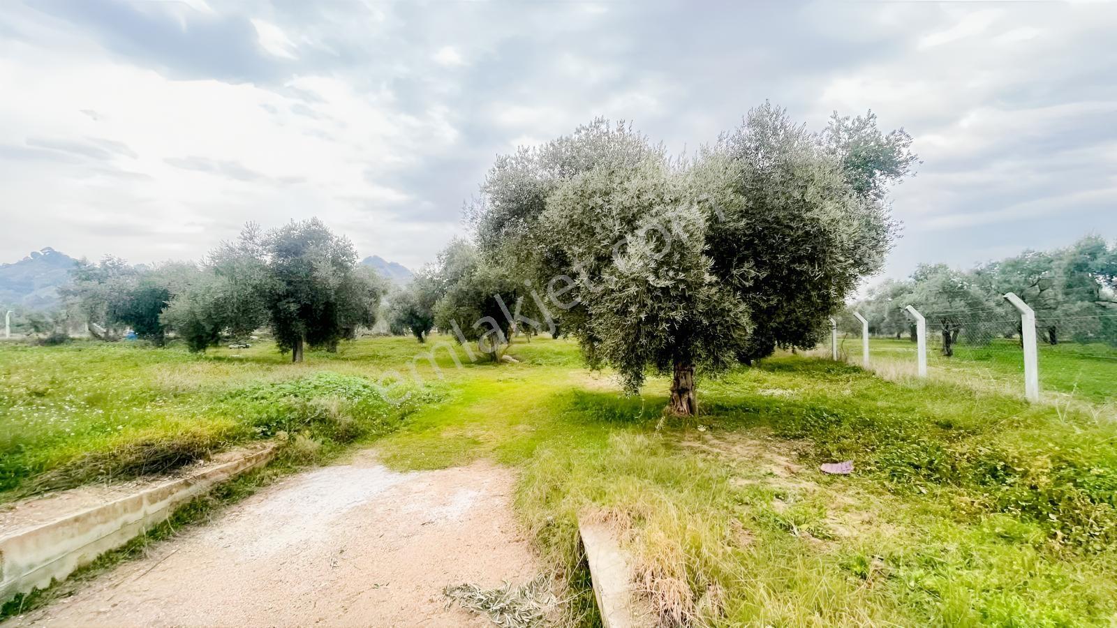 SATILIK ZEYTİNLİK UMURLU KUYUCULAR MAH'DE DENİZLİ YOLUNA 1.6KM - Daha fazla