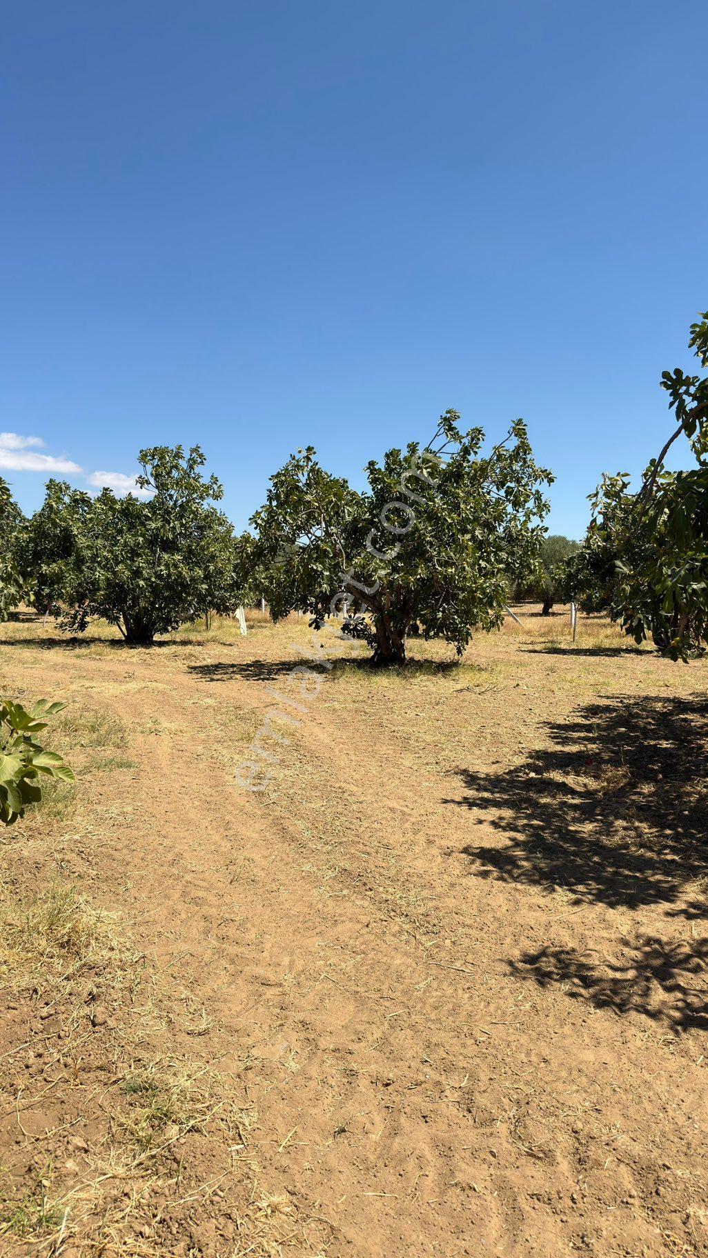 AYDIN GERMENCİK NEŞETİYE’DE SATILIK 8.828M2 İNCİR VE ZEYTİNLİK - Daha fazla