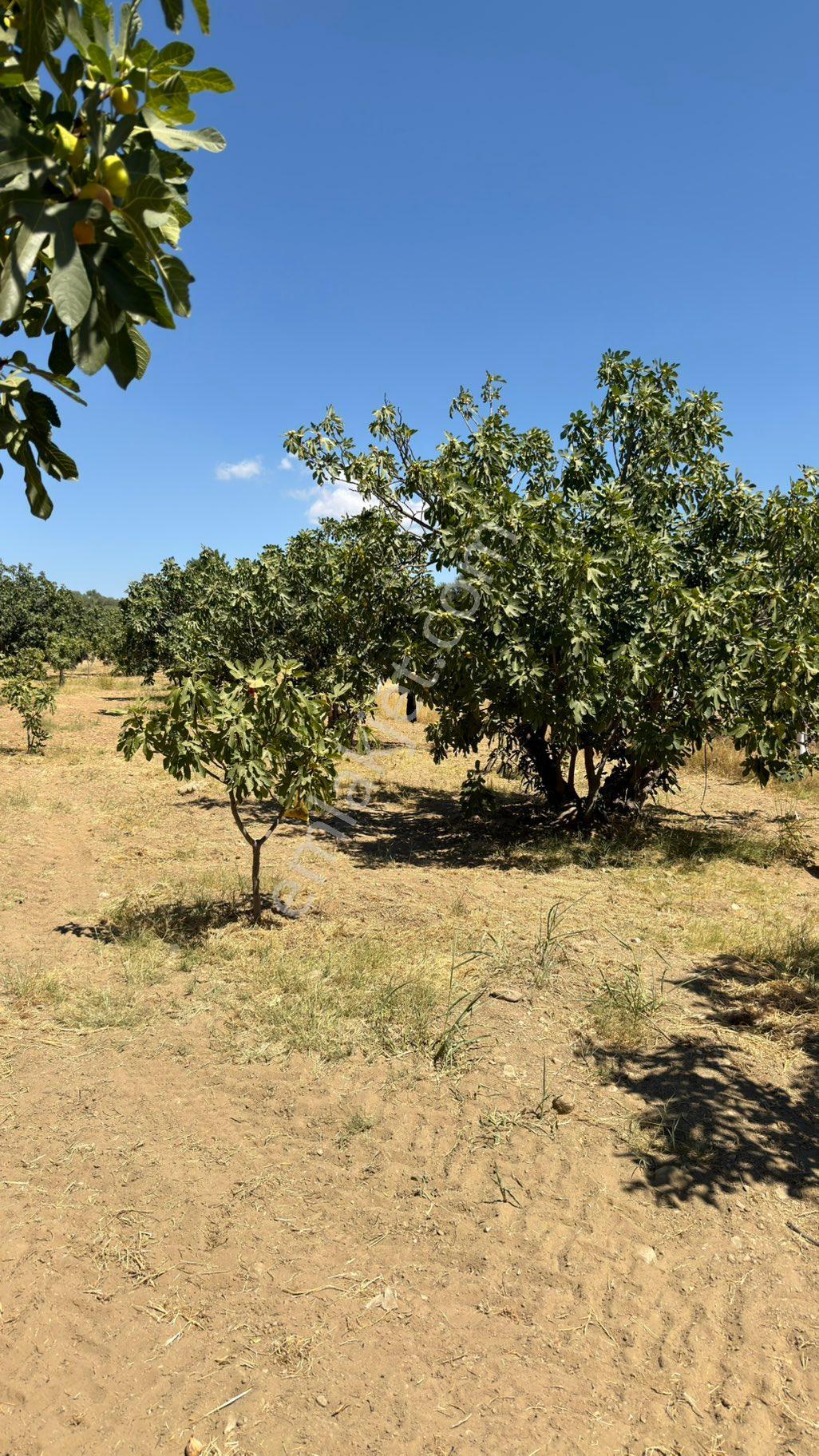 AYDIN GERMENCİK NEŞETİYE’DE SATILIK 8.828M2 İNCİR VE ZEYTİNLİK