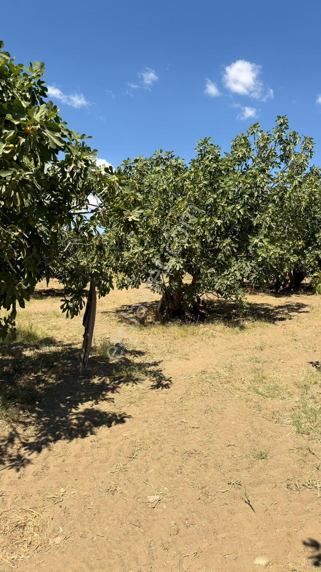 AYDIN GERMENCİK NEŞETİYE’DE SATILIK 8.828M2 İNCİR VE ZEYTİNLİK - Görünüm 2