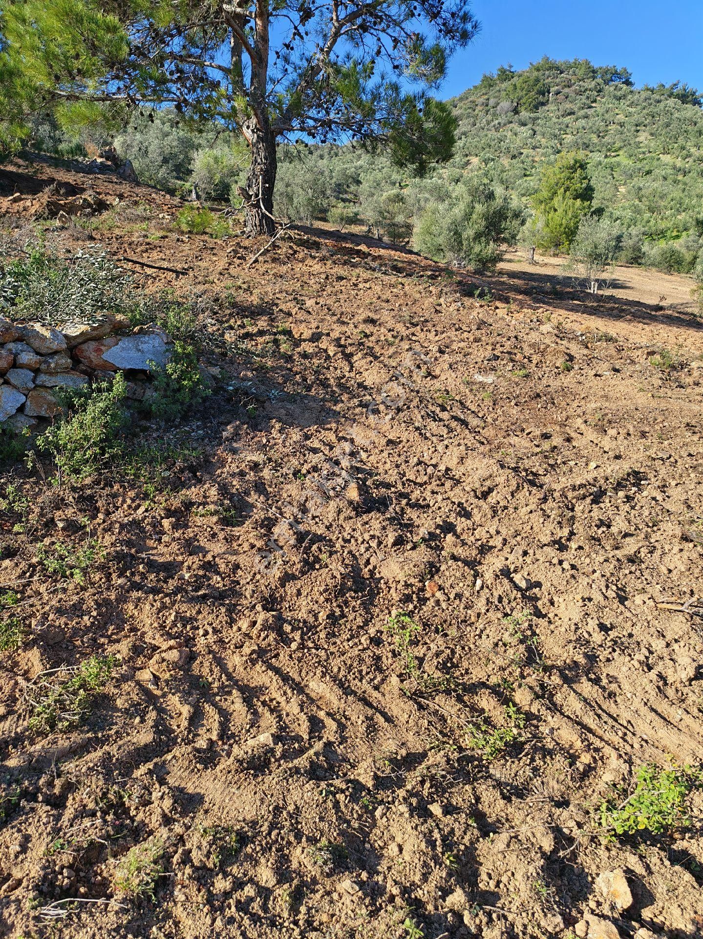 Osb’ye 2 Km – Çanakkale Asfaltına 3 Km – Sondajla Su Çıkan Bölgede Zeytinlik - Görsel 18