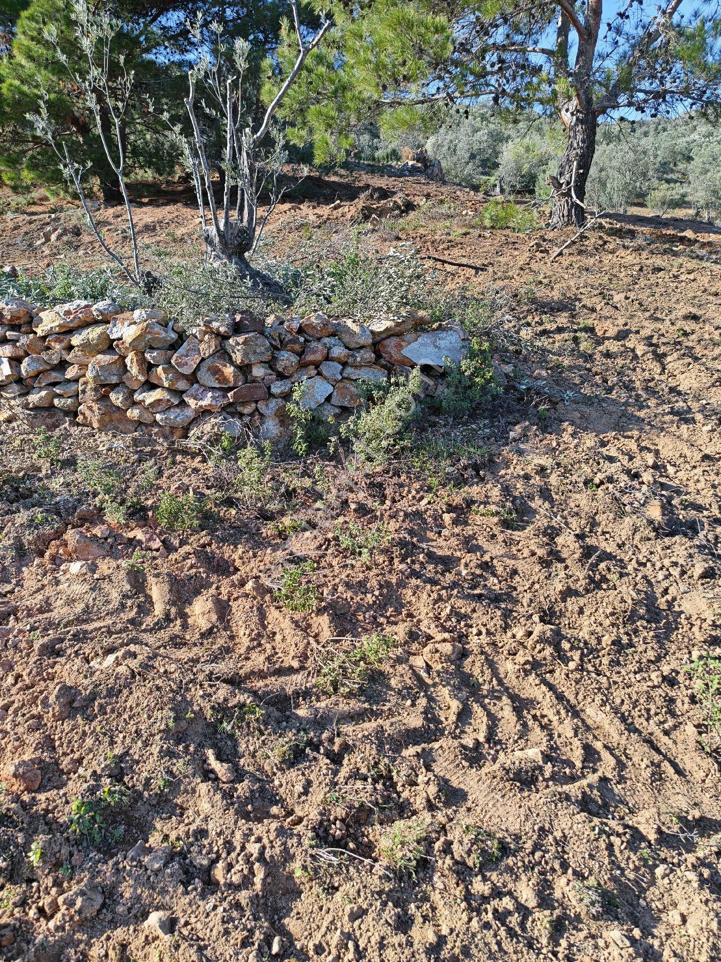 Osb’ye 2 Km – Çanakkale Asfaltına 3 Km – Sondajla Su Çıkan Bölgede Zeytinlik - Görsel 17