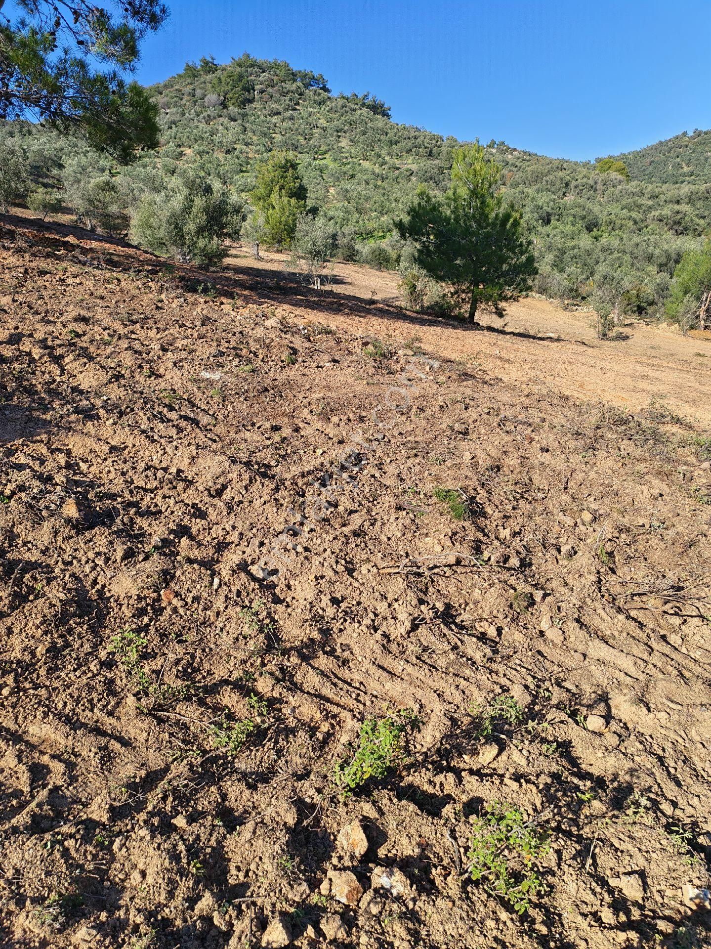 Osb’ye 2 Km – Çanakkale Asfaltına 3 Km – Sondajla Su Çıkan Bölgede Zeytinlik - Görsel 19