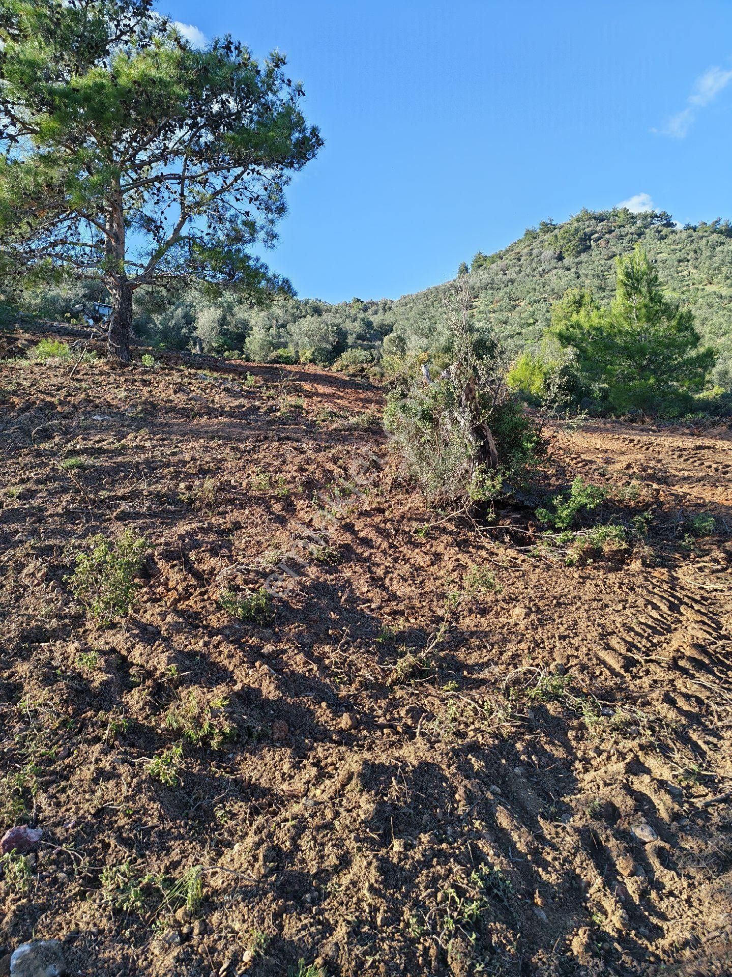 Osb’ye 2 Km – Çanakkale Asfaltına 3 Km – Sondajla Su Çıkan Bölgede Zeytinlik - Görsel 20