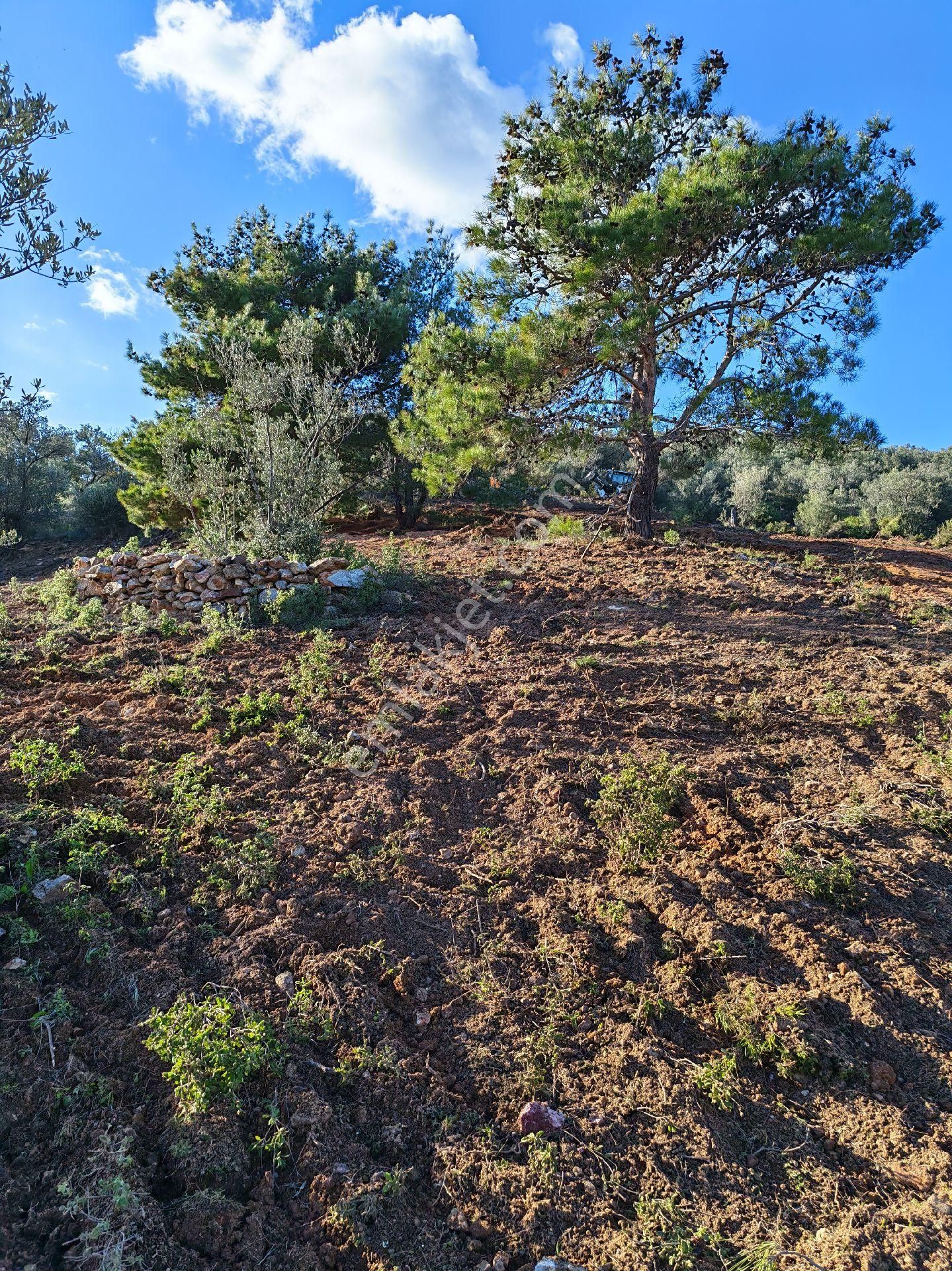 Osb’ye 2 Km – Çanakkale Asfaltına 3 Km – Sondajla Su Çıkan Bölgede Zeytinlik - Görsel 15