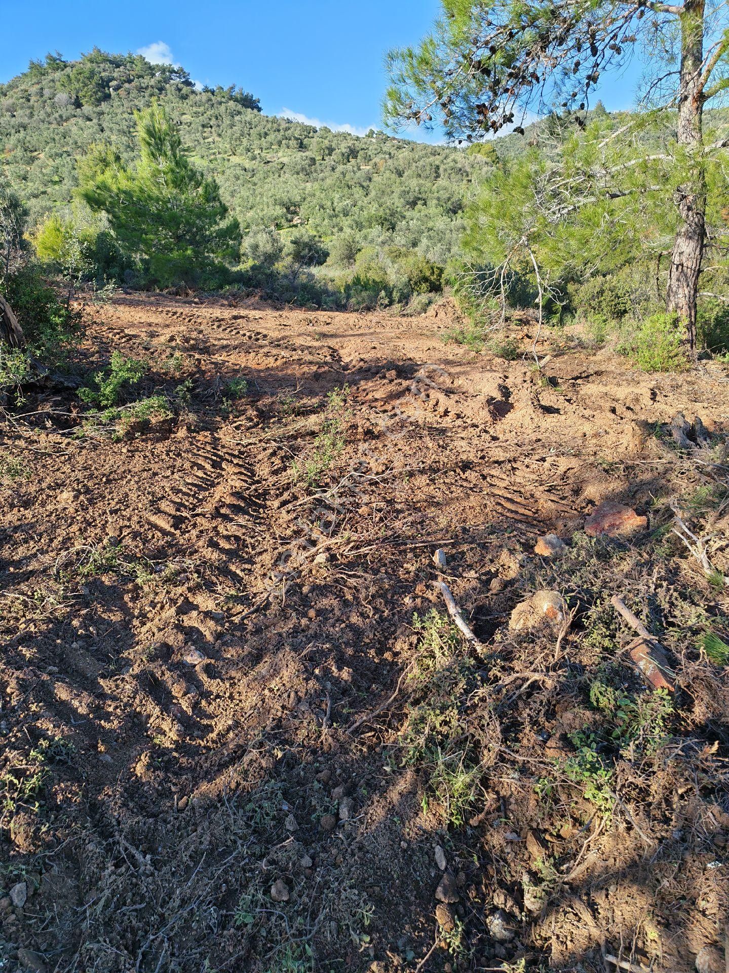 Osb’ye 2 Km – Çanakkale Asfaltına 3 Km – Sondajla Su Çıkan Bölgede Zeytinlik - Görsel 14