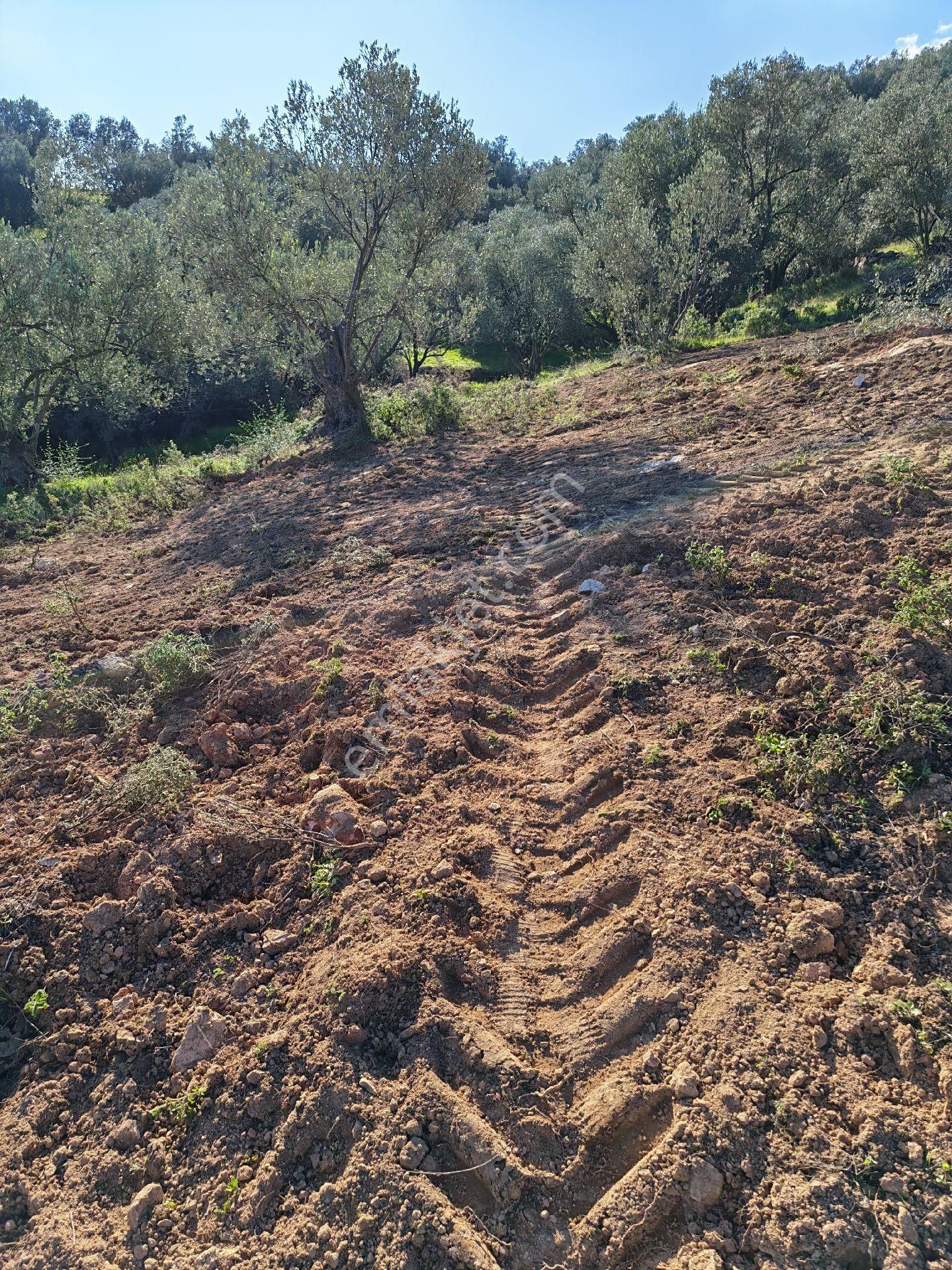 Osb’ye 2 Km – Çanakkale Asfaltına 3 Km – Sondajla Su Çıkan Bölgede Zeytinlik - Görsel 16