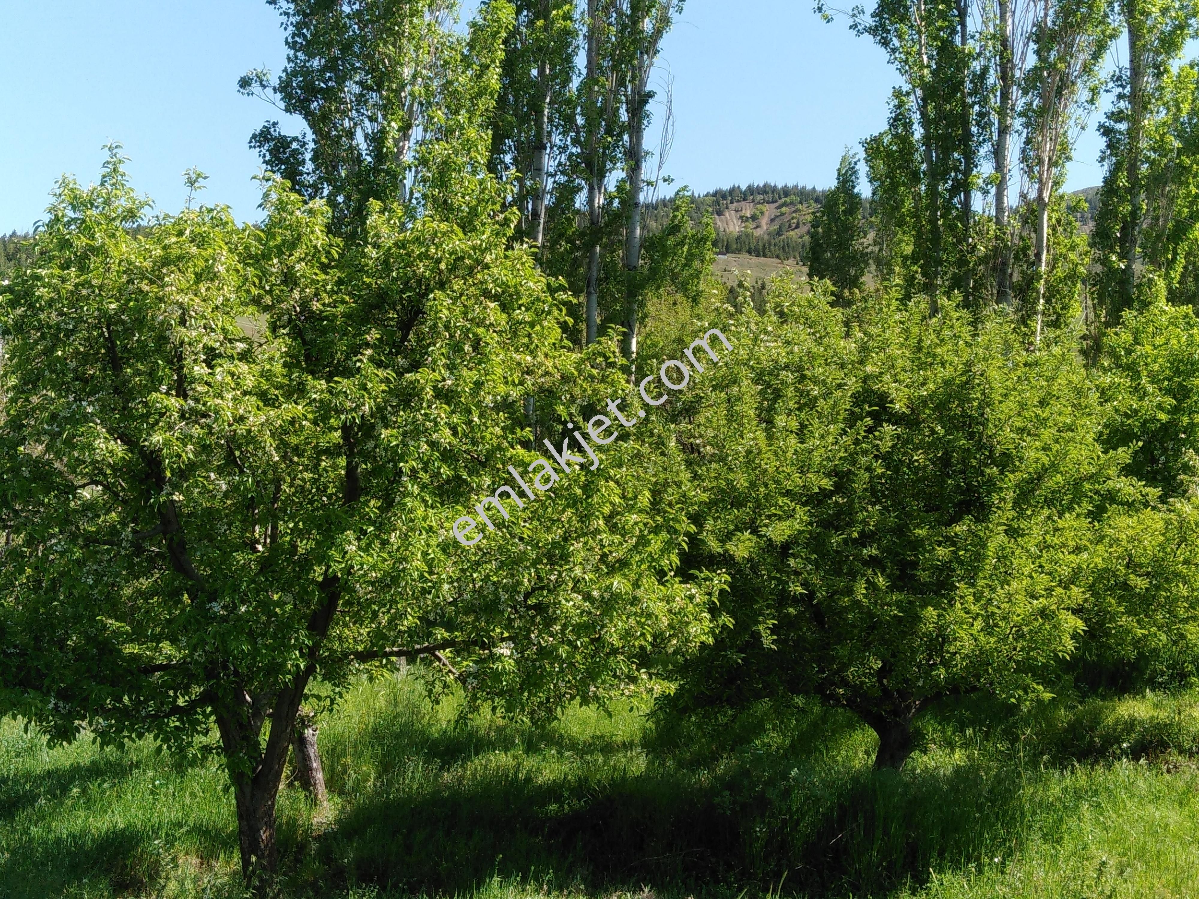 Elazig Satilik Bahce Fiyatlari Ilanlari Hurriyet Emlak