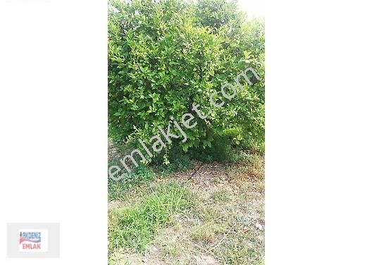 Mersin-erdemli-arpaçbahşiş De Acill Satılık Limon Bahçesi - Görsel 5
