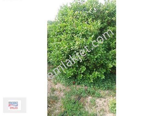 Mersin-erdemli-arpaçbahşiş De Acill Satılık Limon Bahçesi - Görsel 2