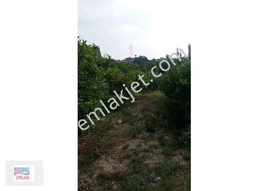 Mersin-erdemli-arpaçbahşiş De Acill Satılık Limon Bahçesi - Görsel 4