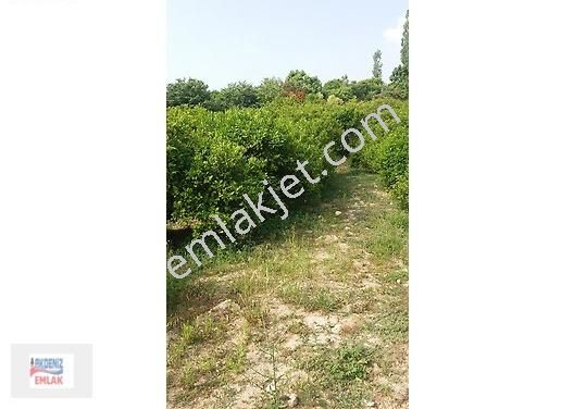 Mersin-erdemli-arpaçbahşiş De Acill Satılık Limon Bahçesi - Görsel 13