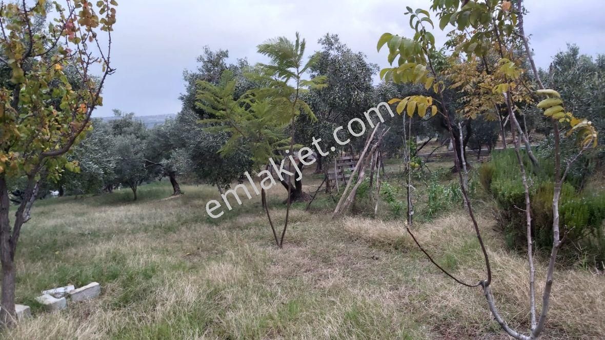 Emlakçıdan Aydın Söke Ağaçlı Mahallesi 2+1 Satılık Çiftlik Evi 2.750