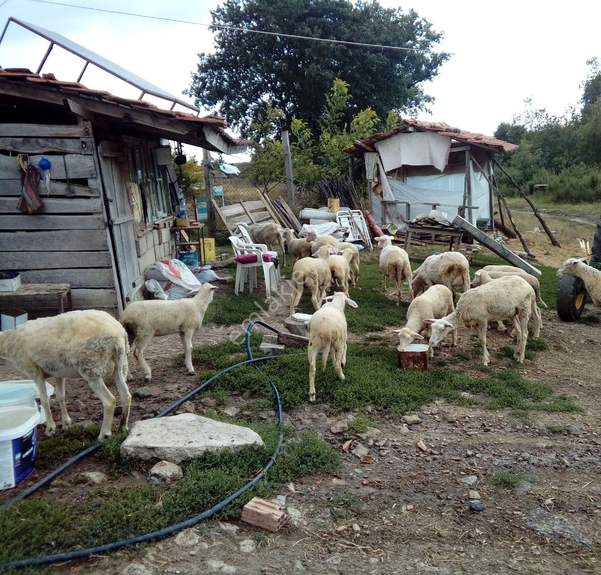 Süleymanpaşa Karacakılavuz Satılık Müstakil İşyeri Ķüçükbaş hayvancılık yapmak isteyenlere meraya sıfır konumda çiftlik 