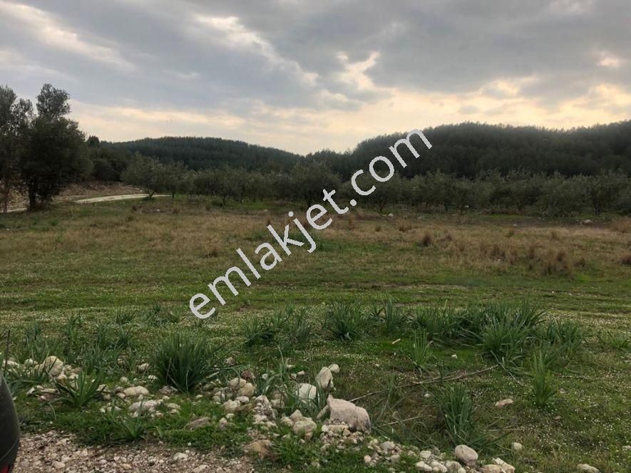 Manavgat Bölgesinde Muz V Avakado Tarımı İçin Satılık Süper Tarla - Görsel 6