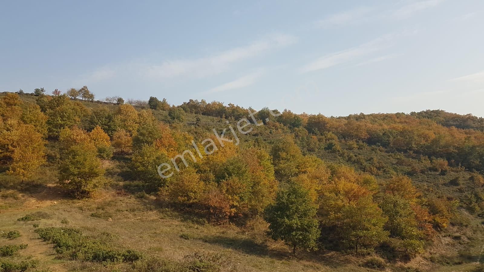 Bursa İznik Yörükler Köyü Satılık Tarla 20000 M2 - Görsel 8