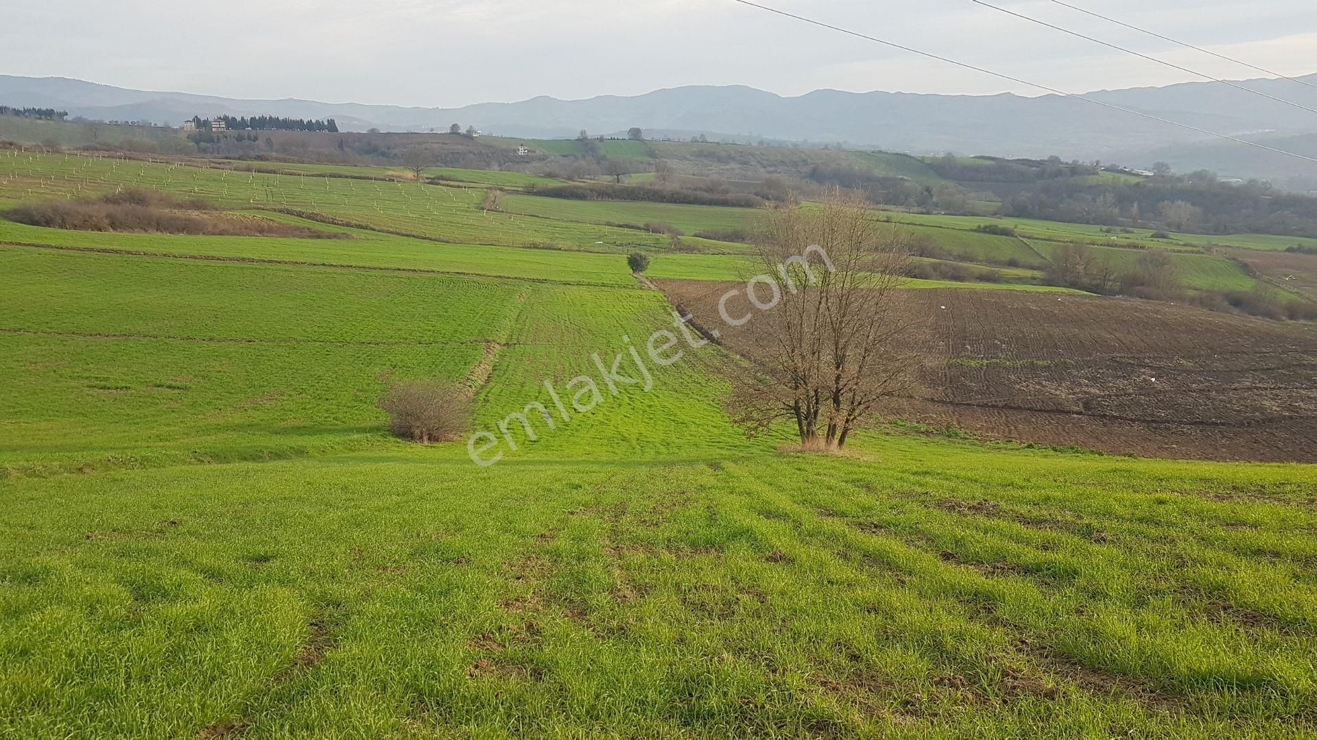 Karamürsel İnebeyli Satılık Tarla Uzmanlar'dan Satılık Tarla 6.837 M2 Kocaeli Karamürsel Yalakdere