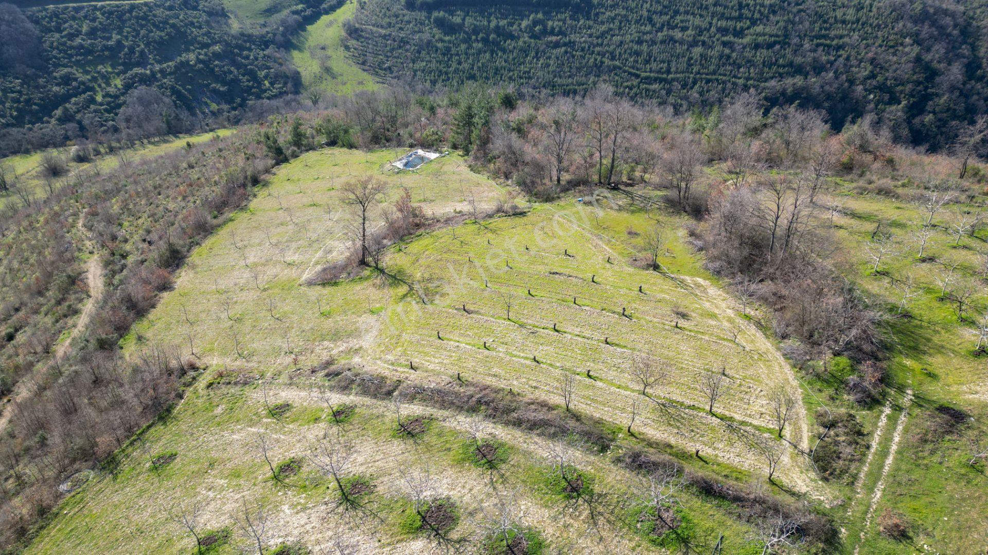 Kocaeli Karamürsel Çamdibi Satılık 5900 M2 Kiraz Bahçesi - Görsel 6