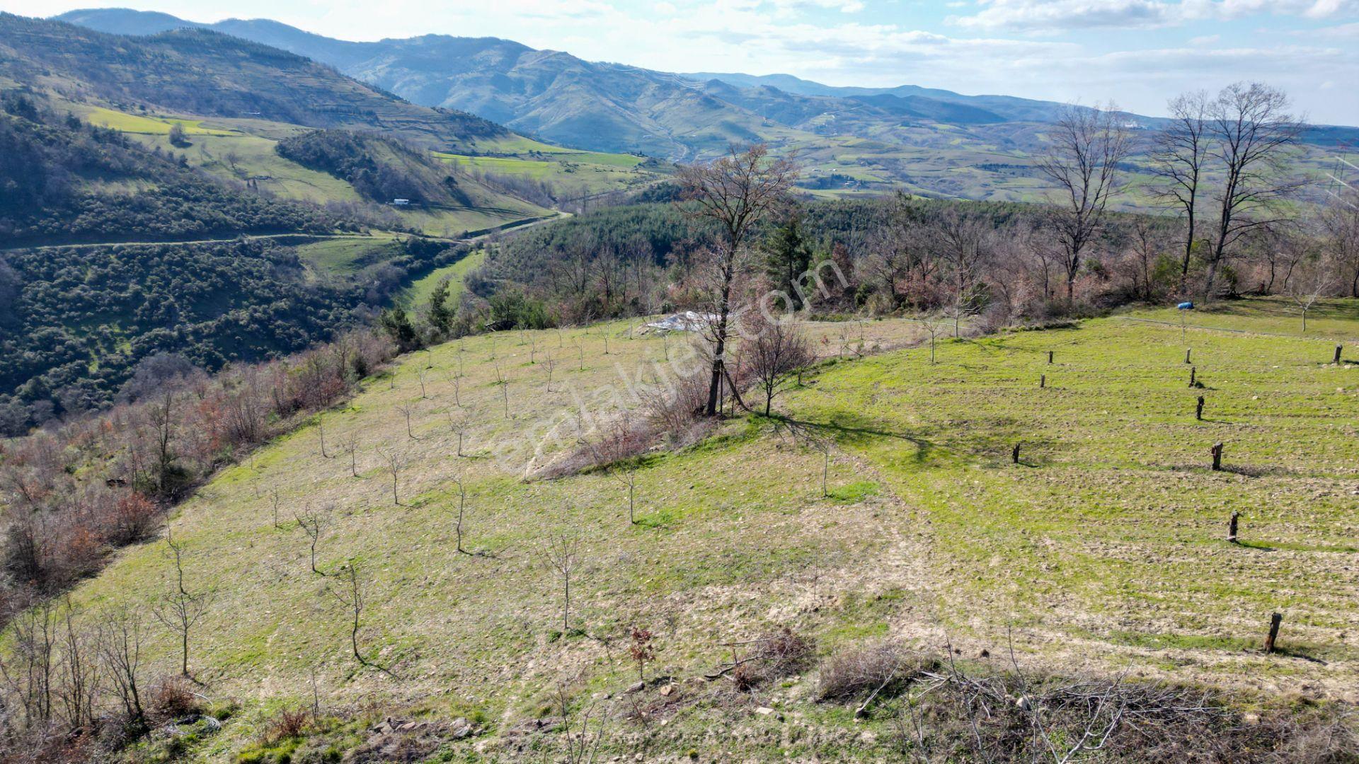 Kocaeli Karamürsel Çamdibi Satılık 5900 M2 Kiraz Bahçesi - Görsel 9