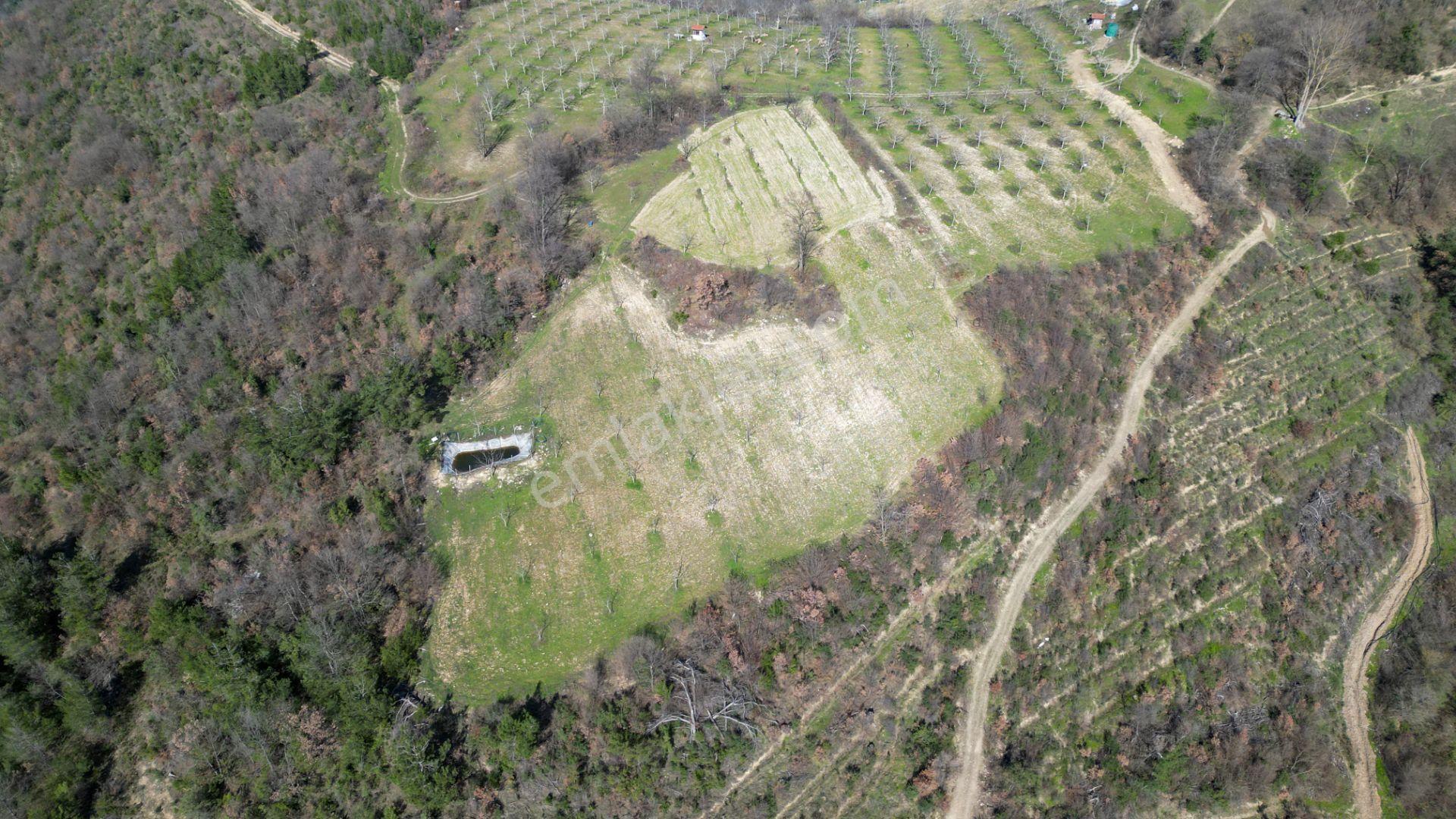 Kocaeli Karamürsel Çamdibi Satılık 5900 M2 Kiraz Bahçesi - Görsel 4
