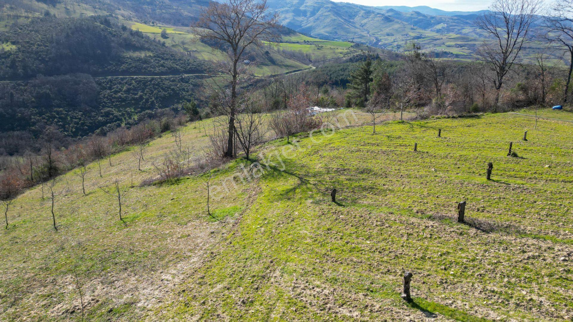 Kocaeli Karamürsel Çamdibi Satılık 5900 M2 Kiraz Bahçesi - Görsel 7